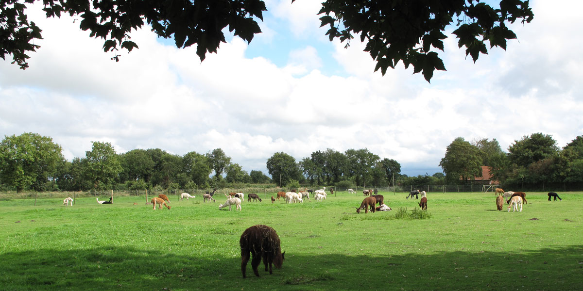 Ehemalige Alpakaherde von Avalon Alpacas